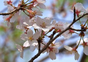 エドヒガン　コマツオトメ